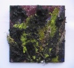 Latest works, 2009 - 2010, 41 x 40 cm